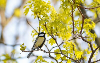 Environnement : Préservons la biodiversité en protégeant les oiseaux !