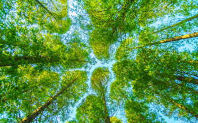 Biodiversité : Plantation d’arbres et d’arbustes de pays