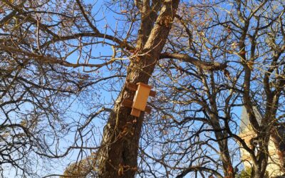 Biodiversité : L’Espace Jeunes agit pour les chauves-souris