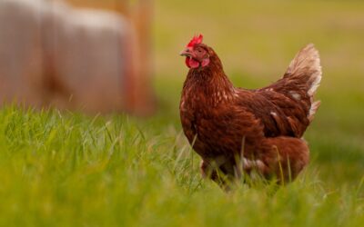 Grippe aviaire : Vigilance élevée