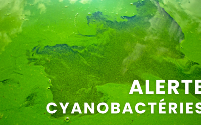 Alerte : Présence élevée de cyanobactéries dans la Lèze